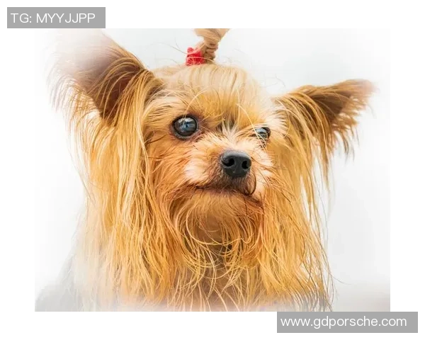 足球明星扎小辫的独特风格与场上表现的完美结合 足球明星扎小辫的独特风格与场上表现的完美结合